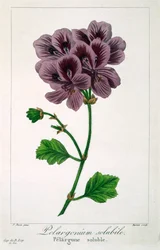Pelargonie, 1836